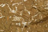 Ordovician Kukersite Oil Shale w/ Bryozoan & Trilobite Fossils #369553-2